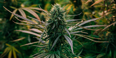 The 2018 Farm Bill: How it Changed the CBD World